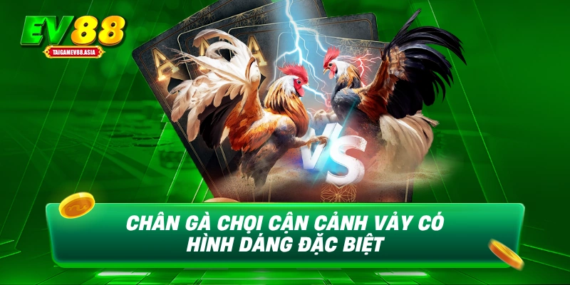 Chân gà chọi cận cảnh vảy có hình dáng đặc biệt