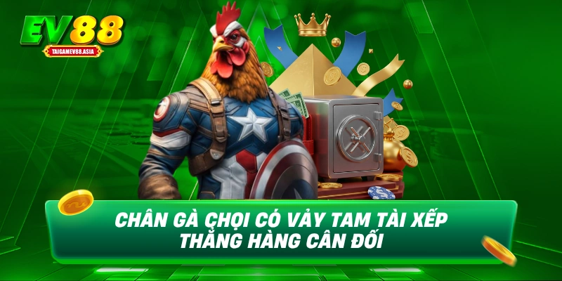 Chân gà chọi có vảy tam tài xếp thẳng hàng cân đối