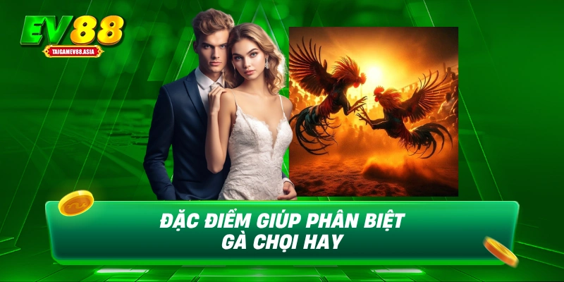 Đặc điểm giúp phân biệt gà chọi hay