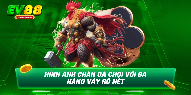 Hình ảnh chân gà chọi với ba hàng vảy rõ nét