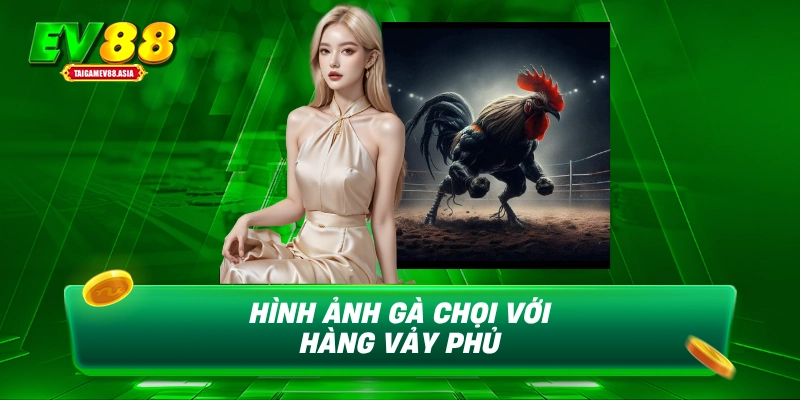 Hình ảnh gà chọi với hàng vảy phủ