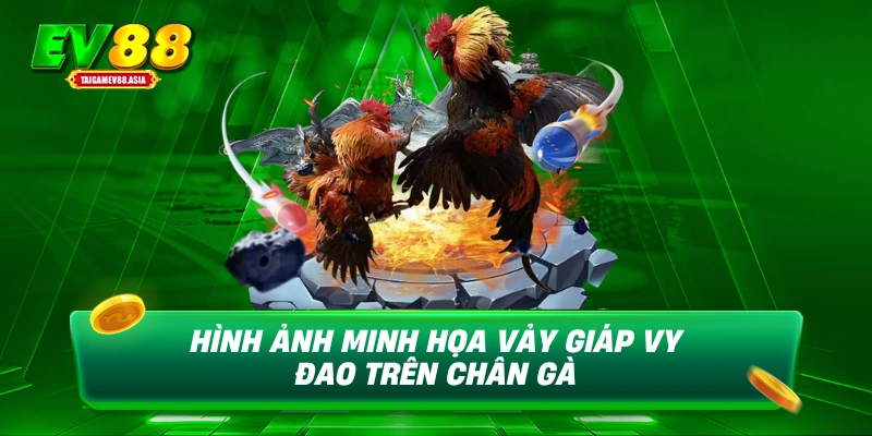 Hình ảnh minh họa vảy giáp vy đao trên chân gà
