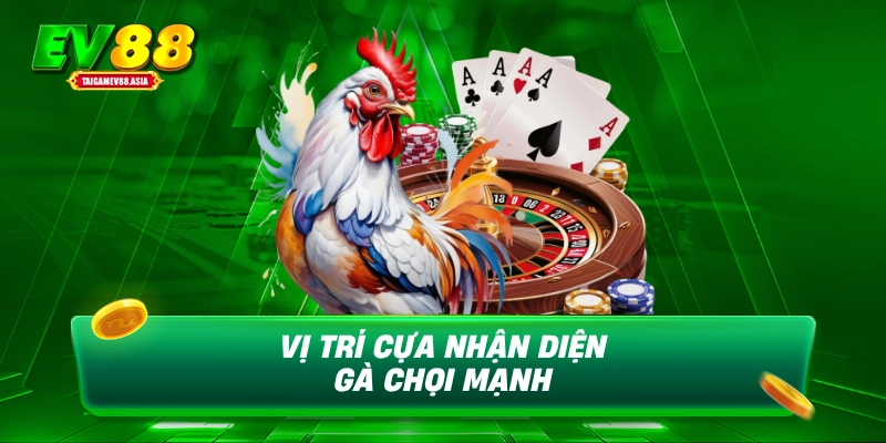 Vị trí cựa nhận diện gà chọi mạnh